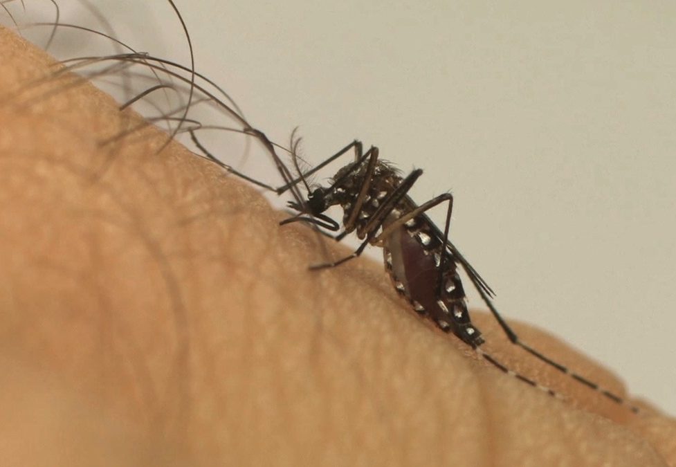 Dengue: 85% dos criadouros estão dentro das casas em calhas