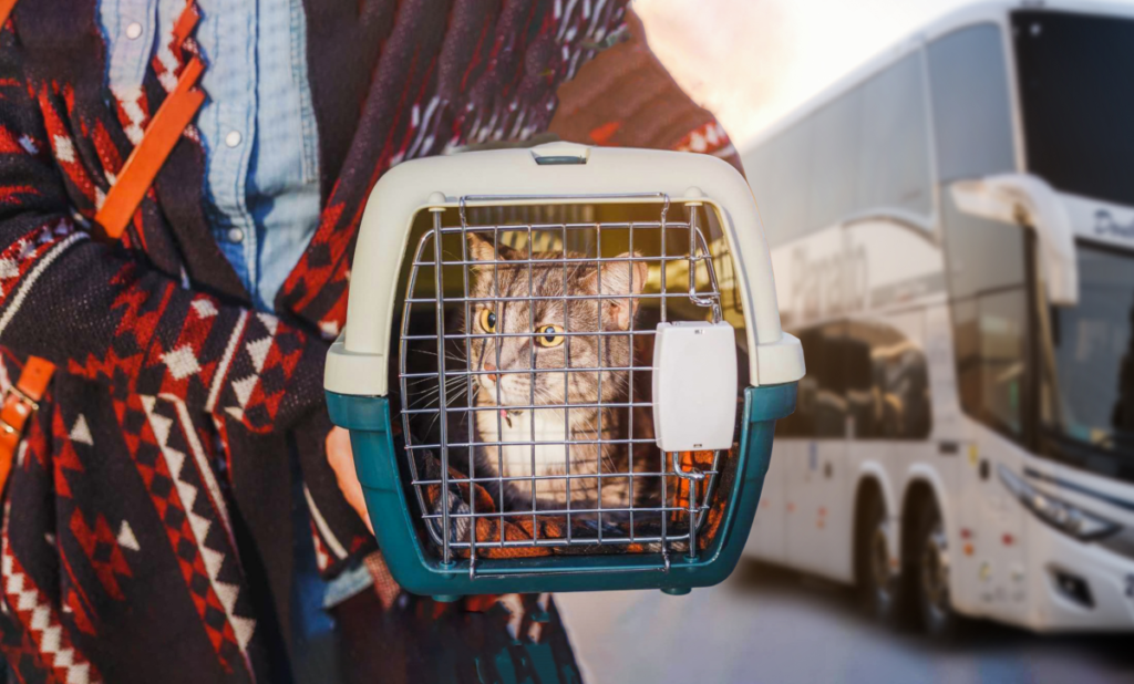 ARTESP orienta como transportar corretamente animais de estimação em ônibus intermunicipais - Agência 14News